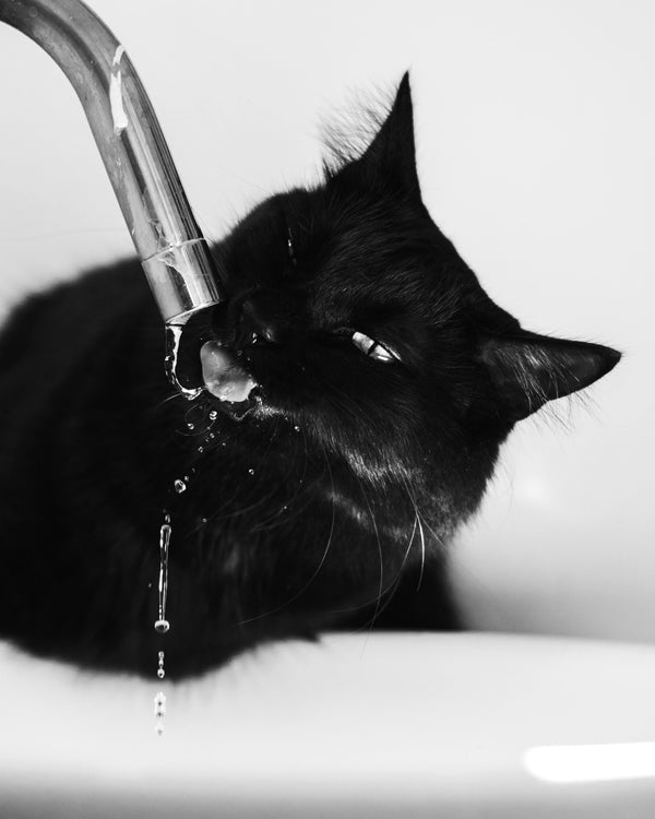 5 Dicas Para Estimular Seu Gato a Beber Mais Água