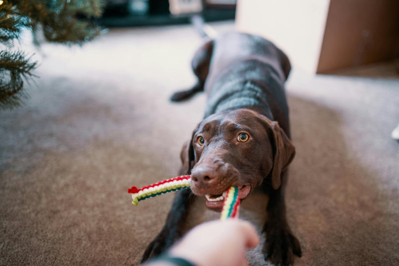 Como Escolher o Brinquedo Ideal para o Seu Pet