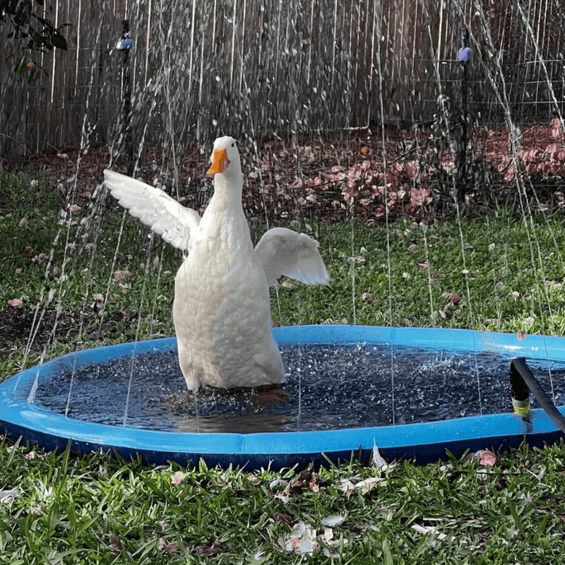 Tapete e brinquedo de água interativo para cães - Piscina pet